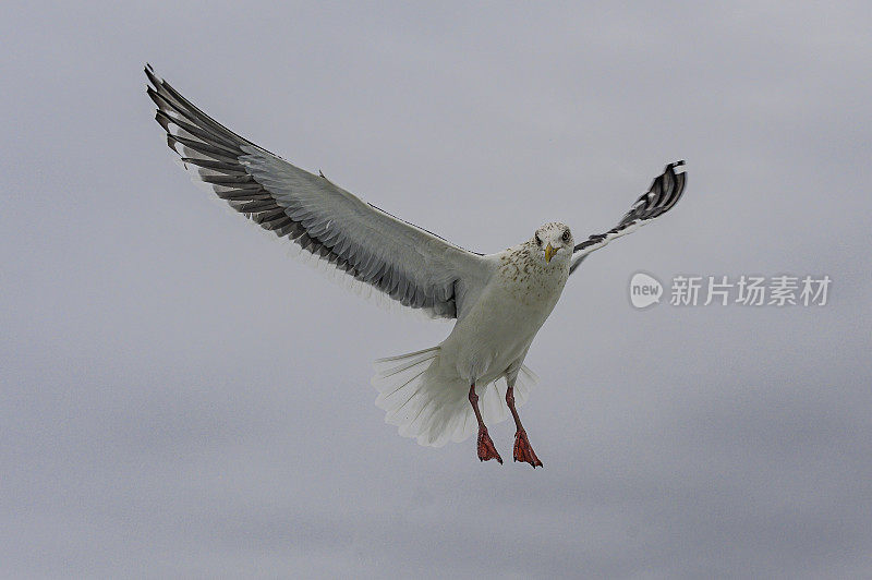 石板背鸥(Larus schistisagus)，是一种大型白头鸥。日本北海道，鄂霍次克海